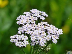 TINTURE MADRI - ACHILLEA TM