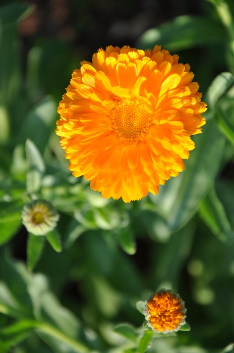 catTmp.Name - CALENDULA OIL