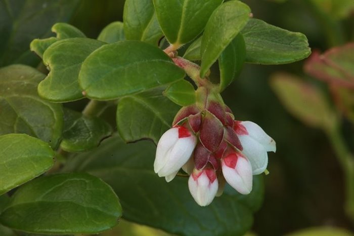 MACERATI GLICERICI - MIRTILLO ROSSO MG 1DH