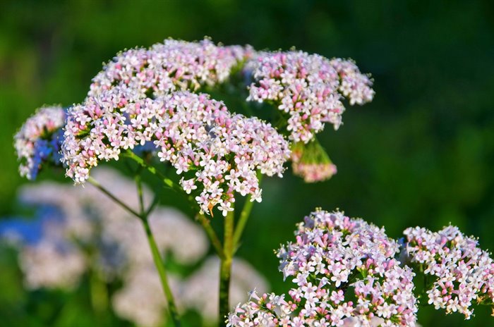 TINTURE MADRI - VALERIANA TM