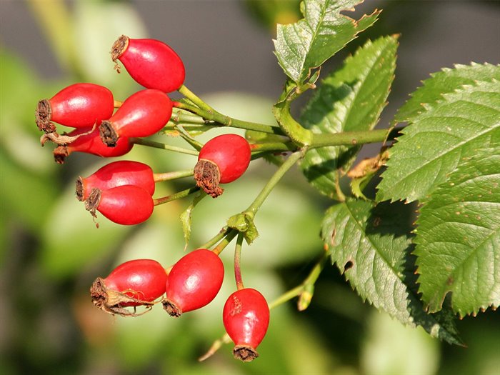 MACERATI GLICERICI - ROSA CANINA MG 1DH