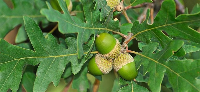 MACERATI GLICERICI - QUERCIA MG 1DH