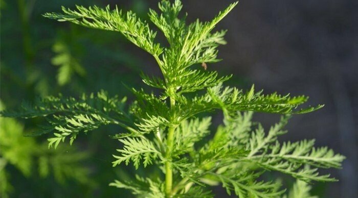 TINTURE MADRI - ARTEMISIA ANNUA TM